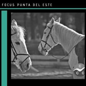 María Laura Godoy: Bionergética y equitación